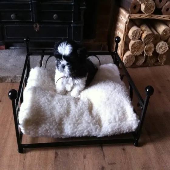 Wrought iron small dog or cat bed with cushion metal frame handcrafted