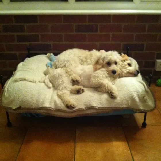 Dog bed Wrought iron queenie large deluxe dog bed with cushion Wimborne wrought iron works