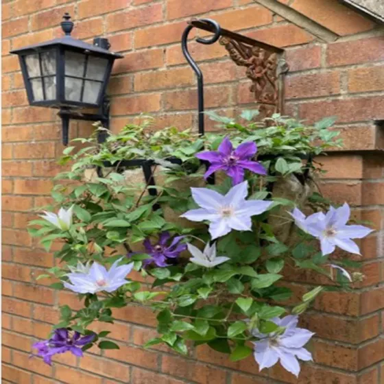 Wrought iron 12in deep 16in hanging basket with bracket Wimborne wrought iron works